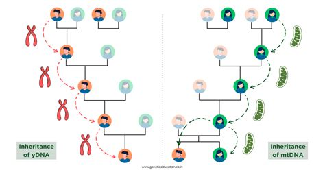 schéma přenosu mtDNA a Y-DNA