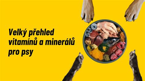 vizuální přehled vitamínů a minerálů