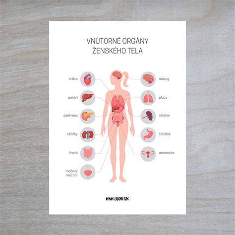 Infografika: Struktura diecéze a orgány