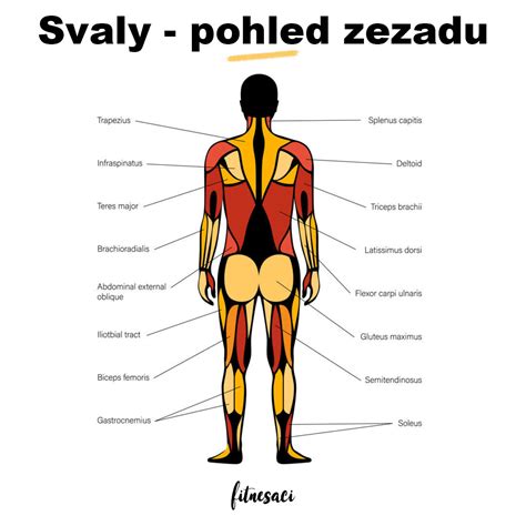 Anatomie hýžďových svalů a funkce svalů