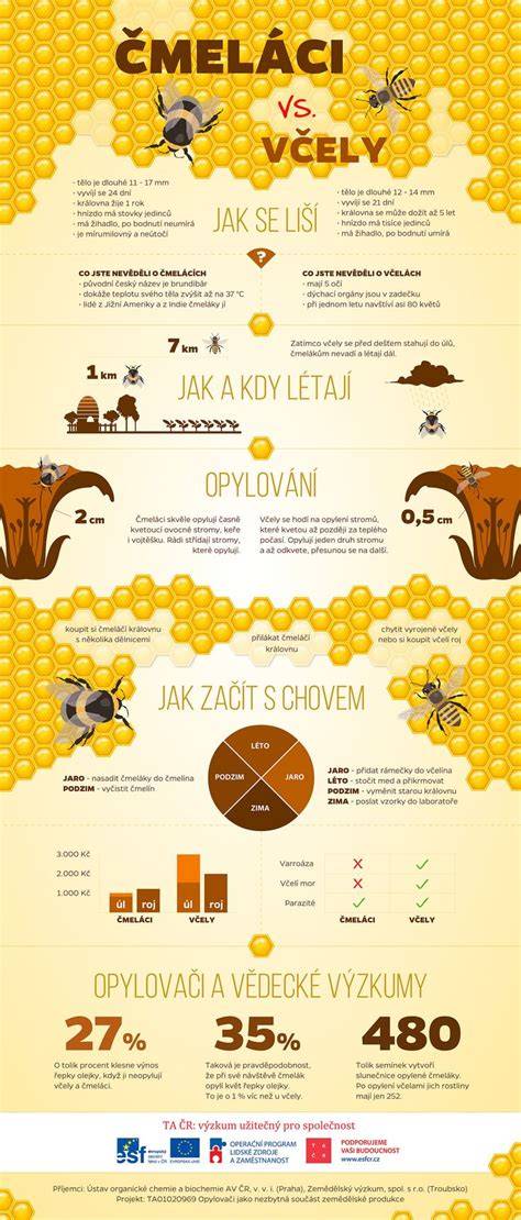 kulinární kultura hmyzu infografika