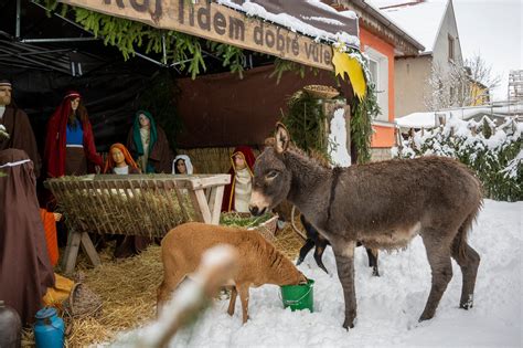 Živý betlém a nemocniční výzdoba