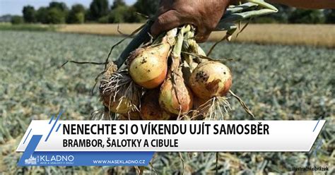polní záhony a výdejní místo pro samosběr cibule
