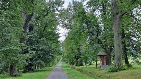Monumentální lipová alej k poutnímu kostelu