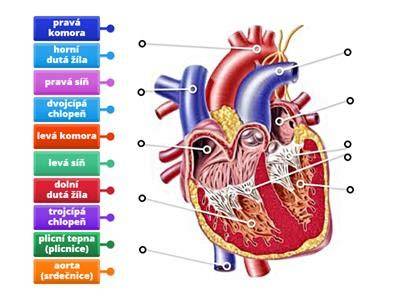 Infografika: Království Boží a srdce člověka