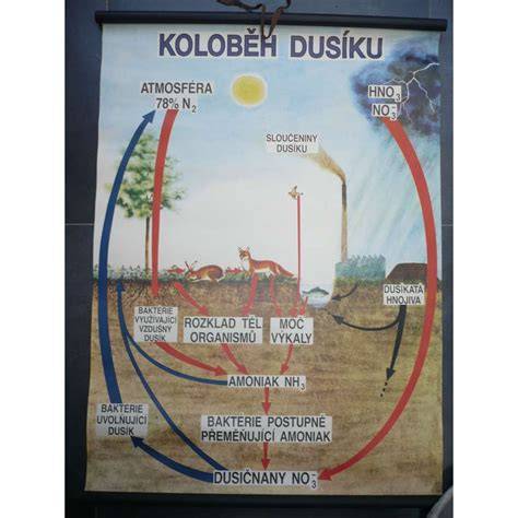 Grafika usnadňující pochopení Koloběh podpory útulků