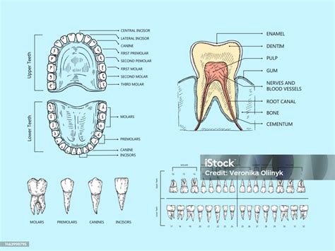 infografika o struktuře bohoslužeb a kázání