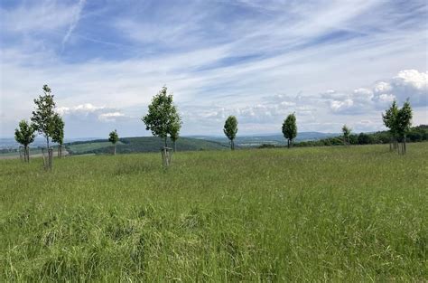 Kaple ve větru - kruh stromů a klenba z korunek